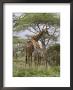 Masai Giraffe Mother And Young, Serengeti National Park, Tanzania, Africa by James Hager Limited Edition Print