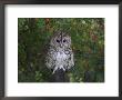 Tawny Owl (Strix Aluco), On Gate With Rosehips, Captive, Cumbria, England, United Kingdom by Steve & Ann Toon Limited Edition Print