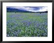 Field Of Blue Camas Wildflowers Near Huson, Montana, Usa by Chuck Haney Limited Edition Print
