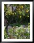 Garden Detail, San Domenico Palace Hotel, Taormina, Sicily, Italy by Walter Bibikow Limited Edition Pricing Art Print