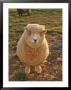 A Portrait Of A Sheep In A Farmyard In Comus by Richard Nowitz Limited Edition Print