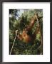 An Orangutan Swings On Jungle Vines by Michael Nichols Limited Edition Pricing Art Print