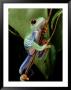 A Red-Eyed Tree Frog Climbing A Vine by George Grall Limited Edition Pricing Art Print