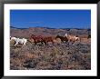 Horses With Cowboy In Field, Seneca, Or by Inga Spence Limited Edition Print