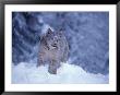 Lynx In The Snowy Foothills Of The Takshanuk Mountains, Alaska, Usa by Steve Kazlowski Limited Edition Pricing Art Print