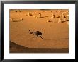 Emu Running Through The Pinnacles, Pinnacles Desert, Australia by Christopher Groenhout Limited Edition Print