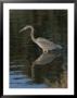 Great Blue Heron by Marc Moritsch Limited Edition Print