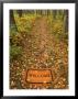 Welcome Mat On Forest Trail by Kevin Law Limited Edition Print