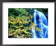 Moss Glen Falls, Green Mountain National Forest, Usa by Mark Newman Limited Edition Print