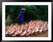 Farmer Herding A Flock Of Ducks, Hue, Vietnam by Keren Su Limited Edition Print