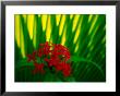 Red Bouvardia, Cook Islands by Peter Hendrie Limited Edition Print