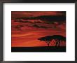Sunset On Acacia Tree, Serengeti, Tanzania by Dee Ann Pederson Limited Edition Pricing Art Print