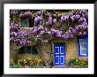 Cottage With Wisteria In Flower, Broadway, United Kingdom by Barbara Van Zanten Limited Edition Print