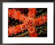A Close View Of A Starfish by Wolcott Henry Limited Edition Pricing Art Print