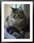 Cat On Window Ledge by Tony Ruta Limited Edition Print