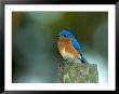 Male Eastern Bluebird On Fence Post, Florida, Usa by Maresa Pryor Limited Edition Print