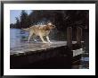 Dog Shaking Off Water On Dock by Chip Henderson Limited Edition Print