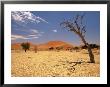 Tree In Namib Desert, Namibia by Walter Bibikow Limited Edition Pricing Art Print