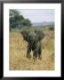 A Juvenile African Elephant Takes A Walk by Roy Toft Limited Edition Print