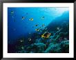 Anemonefish On A Manra Reef by Paul Nicklen Limited Edition Print