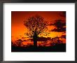 Boab Trees At Sunset, Kununurra,Western Australia, Australia by Richard I'anson Limited Edition Print