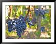 Ripe Bunches Of Merlot Grapes, Chateau La Grave Figeac, Saint Emilion, Bordeaux, France by Per Karlsson Limited Edition Print