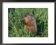 Woodchuck, Minnesota, Usa by Lynn M. Stone Limited Edition Print