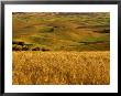 Mid-Season Fields Rolling Hills, Palouse, Washington, Usa by Terry Eggers Limited Edition Pricing Art Print