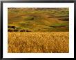 Mid-Season Fields Rolling Hills, Palouse, Washington, Usa by Terry Eggers Limited Edition Print