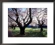 Cherry Blooms At The University Of Washington, Seattle, Washington, Usa by William Sutton Limited Edition Print