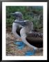 Blue-Footed Boobies Of The Galapagos Islands, Ecuador by Stuart Westmoreland Limited Edition Pricing Art Print