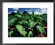 Tobacco Plants With Mountains Behind., Glass House Mountains, Queensland, Australia by John Banagan Limited Edition Print