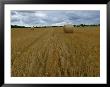 Fields Of Wheat On Gotland Island by Sisse Brimberg Limited Edition Print