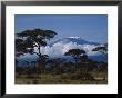 Kenya, Mount Kilimanjaro by Michele Burgess Limited Edition Pricing Art Print