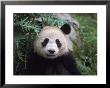 Giant Panda Bear, Wolong, China by Erwin Nielsen Limited Edition Pricing Art Print