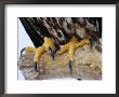 Close Up Of The Feet And Talons Of A Bald Eagle, Alaska, Usa, North America by David Tipling Limited Edition Print