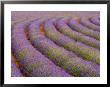 Curved Rows Of Lavender Near The Village Of Sault, Provence, France by Jim Zuckerman Limited Edition Print