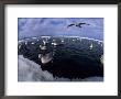 Northern Fulmars Flock To Newly Formed Cracks In The Sea Ice To Feed by Paul Nicklen Limited Edition Print