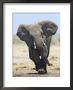 African Elephant, Charging, Etosha National Park, Namibia by Tony Heald Limited Edition Print