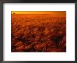 Orange Glow Over Summer Harvest In Cotswolds, United Kingdom by Jon Davison Limited Edition Pricing Art Print