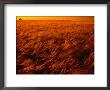 Orange Glow Over Summer Harvest In Cotswolds, United Kingdom by Jon Davison Limited Edition Print