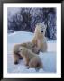 A Polar Bear Sits In The Snow With Her Two Young Cubs by Paul Nicklen Limited Edition Print