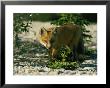 Juvenile Red Fox by Norbert Rosing Limited Edition Print
