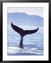 Humpback Whale's Tail Going Into The Water by Stuart Westmoreland Limited Edition Print