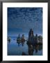 Tofas At Mono Lake, California by Lynn Eodice Limited Edition Pricing Art Print