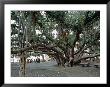 Banyan Tree In Lahaina, Maui, Hawaii, Usa by Charles Sleicher Limited Edition Print