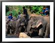 Handlers Sitting On Their Elephants, Chiang Mai, Thailand by John Hay Limited Edition Print