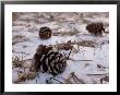 Pine Cones Lay On The Snowy Ground At Historical Steven's Creek Farm by Joel Sartore Limited Edition Print