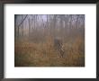 A 8-Point White-Tailed Deer Buck Eating Grasses At Woods Edge by Raymond Gehman Limited Edition Print
