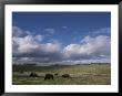 Bison Grazing On The Open Prairie In Custer State Park by Annie Griffiths Belt Limited Edition Print